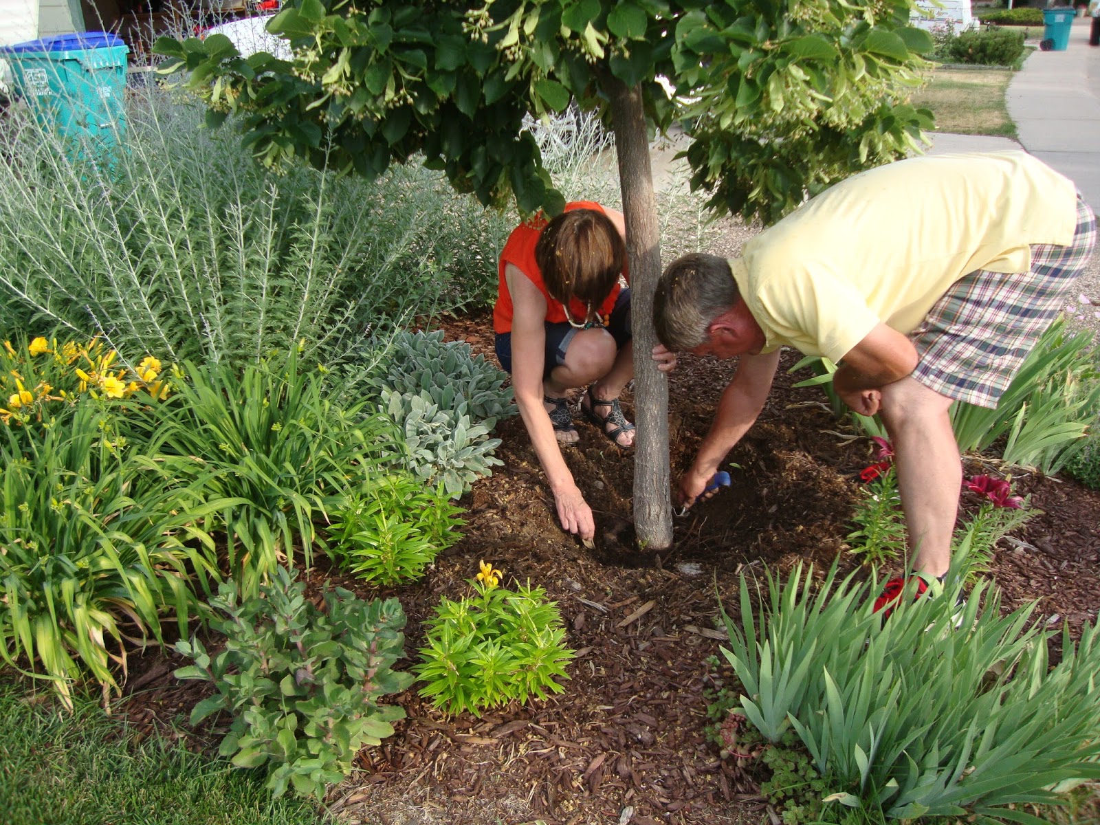 Worst Trees To Plant In Your Yard